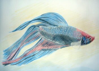 Comment on peut faire un dessin ?