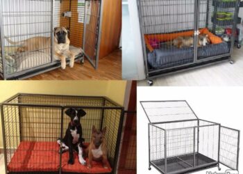 Comment organiser la cage d'un furet ?