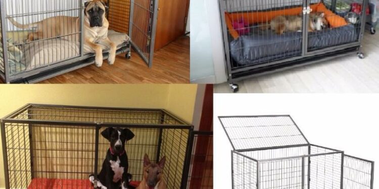 Comment organiser la cage d'un furet ?