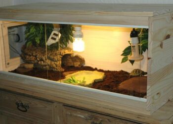 Comment organiser un terrarium pour tortue ?