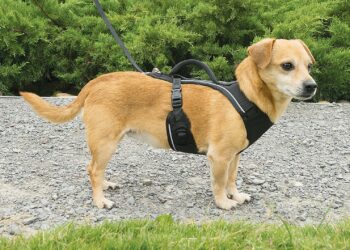 Comment organiser une cani-rando ?