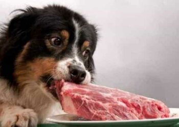 Comment ouvrir l'appétit d'un chien ?