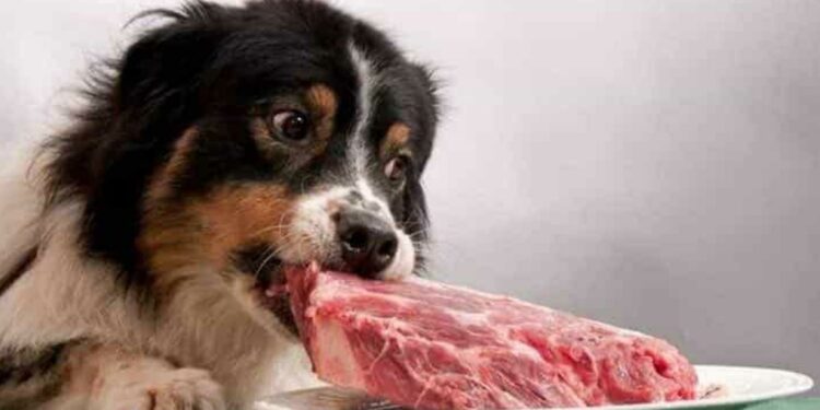 Comment ouvrir l'appétit d'un chien ?