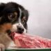 Comment ouvrir l'appétit d'un chien ?