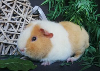 Comment ouvrir un élevage ?