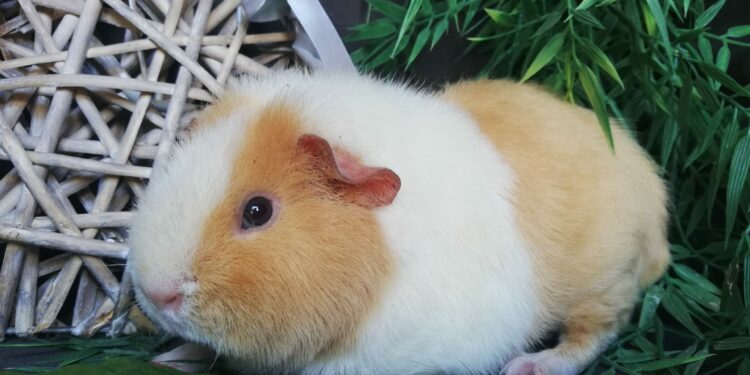 Comment ouvrir un élevage ?