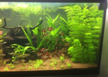 Comment oxygéner l'eau d'un aquarium sans pompe ?