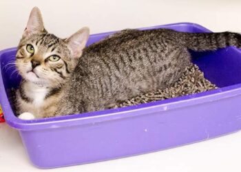 Comment parfumer un chat ?