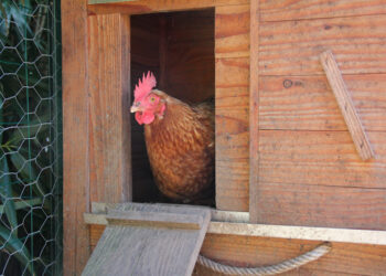 Comment parfumer un poulailler ?