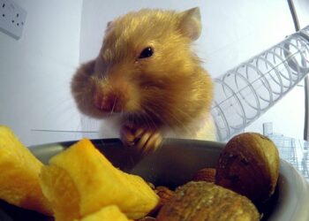 Comment parler à son hamster ?