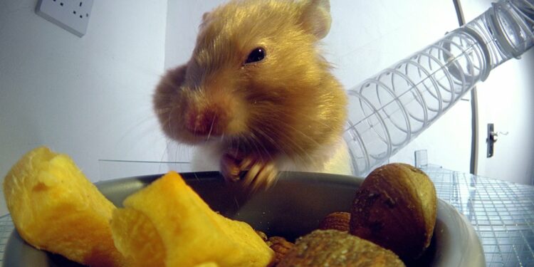 Comment parler à son hamster ?