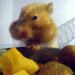 Comment parler à son hamster ?