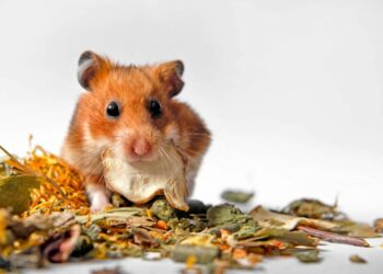 Comment parler à son hamster ?