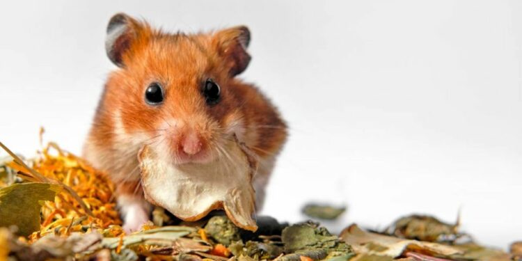 Comment parler à son hamster ?