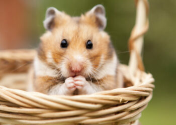 Comment parler à son hamster ?