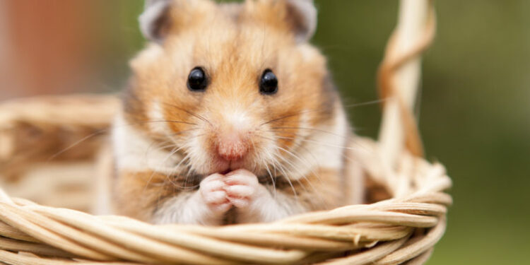 Comment parler à son hamster ?