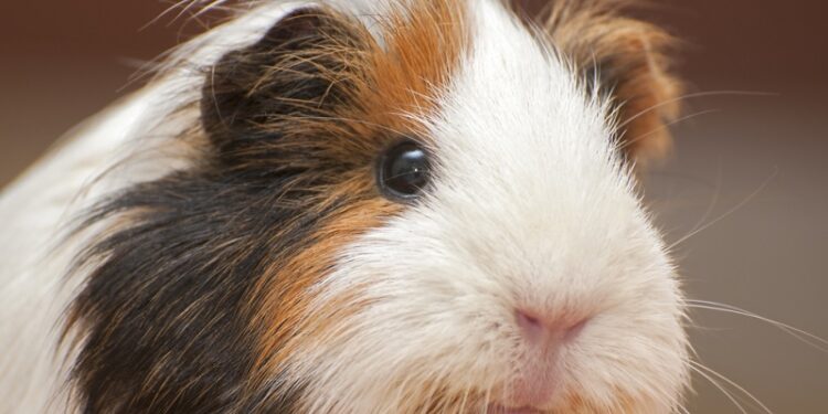 Comment parler à un cochon d'Inde ?