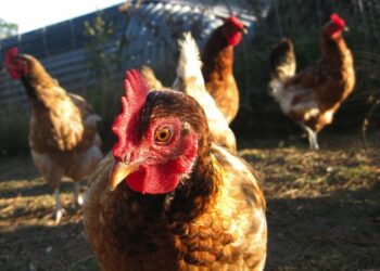 Comment parler à une poule ?