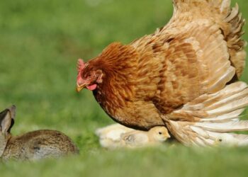 Comment parler à une poule ?