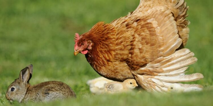 Comment parler à une poule ?