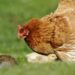Comment parler à une poule ?
