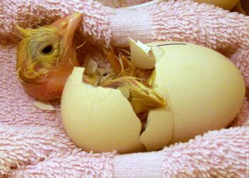 Comment placer les œufs dans une couveuse artificielle ?