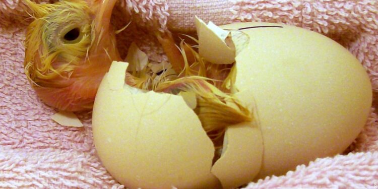 Comment placer les œufs dans une couveuse artificielle ?