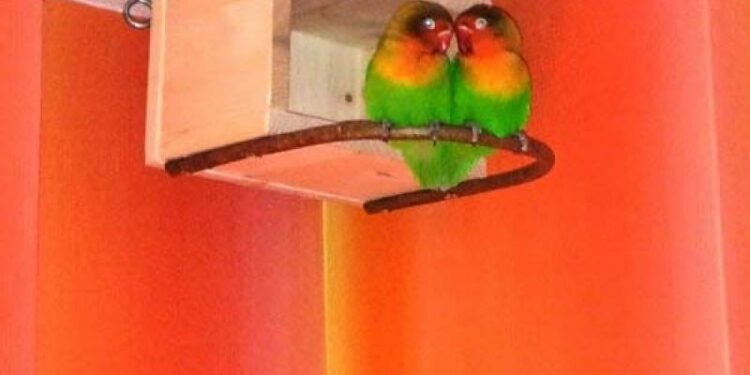 Comment placer un nid dans une cage ?