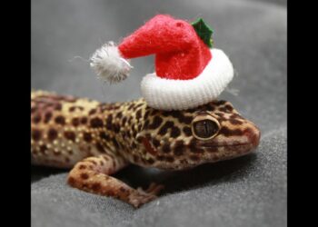 Comment placer un tapis chauffant dans un terrarium ?