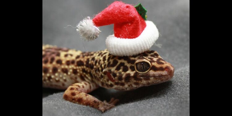 Comment placer un tapis chauffant dans un terrarium ?