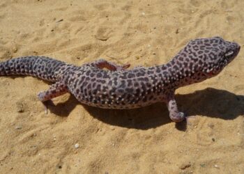 Comment placer un tapis chauffant dans un terrarium ?