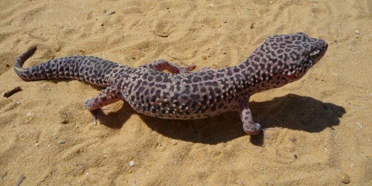 Comment placer un tapis chauffant dans un terrarium ?