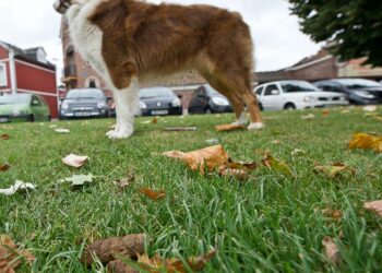 Comment porter plainte pour aboiement ?