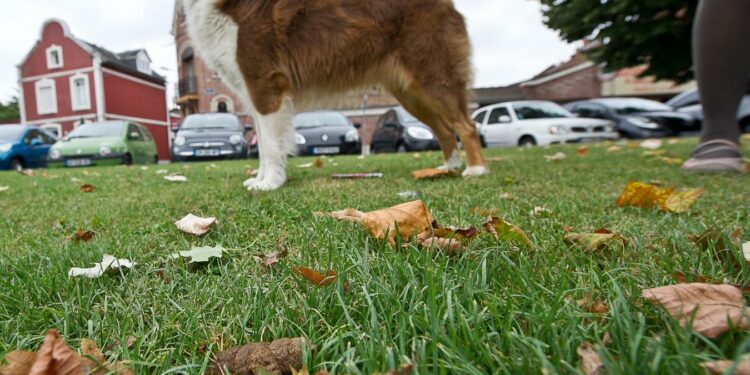 Comment porter plainte pour aboiement ?