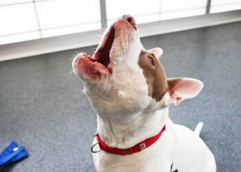 Comment porter plainte pour aboiements ?