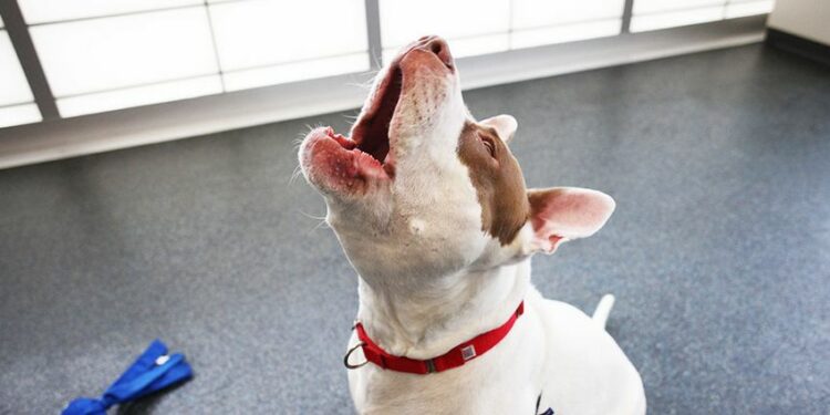 Comment porter plainte pour aboiements ?