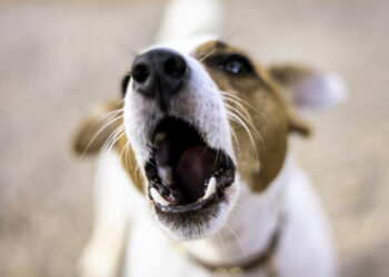 Comment porter plainte pour aboiements ?