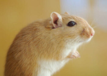 Comment prendre en main des gerbille ?