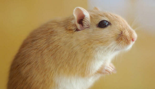 Comment prendre en main des gerbille ?