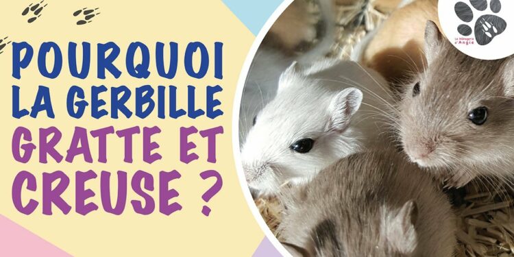 Comment prendre en main des gerbille ?