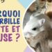 Comment prendre en main des gerbille ?