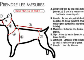 Comment prendre les mesures pour un harnais ?