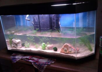 Comment préparer l'arrivée d'un poisson ?