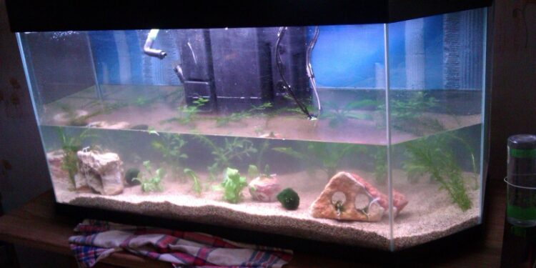 Comment préparer l'arrivée d'un poisson ?