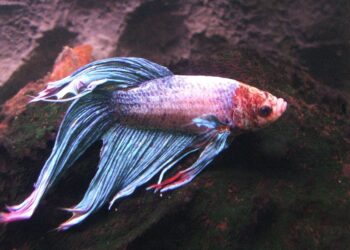 Comment préparer l'eau d'un aquarium ?