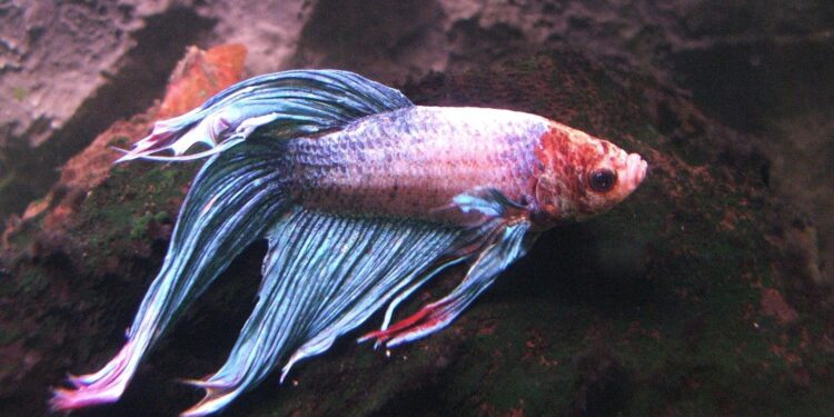 Comment préparer l'eau d'un aquarium ?