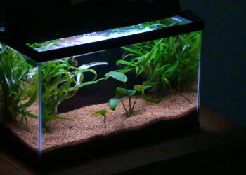 Comment préparer l'eau d'un aquarium ?