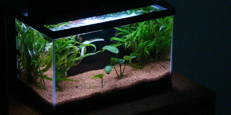 Comment préparer l'eau d'un aquarium ?