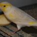Comment préparer les canaris à la reproduction ?