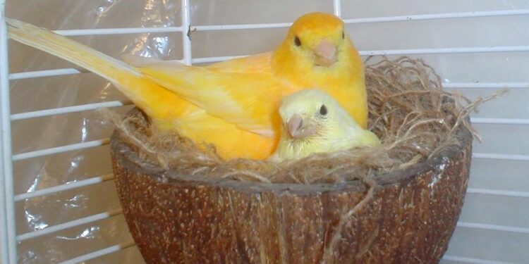 Comment préparer une femelle canari pour l'accouplement ?